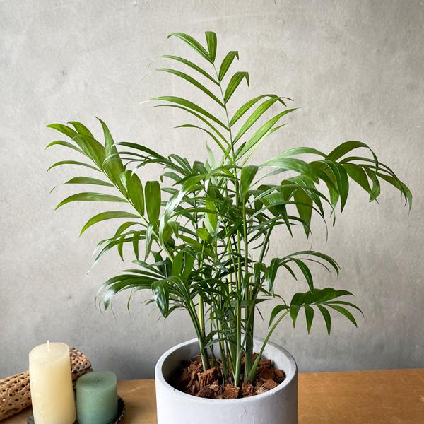 テーブルヤシ エレガンス アッシュグレー セメント鉢植え 観葉植物