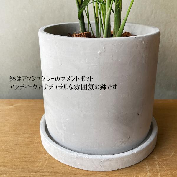テーブルヤシ エレガンス アッシュグレー セメント鉢植え 観葉植物