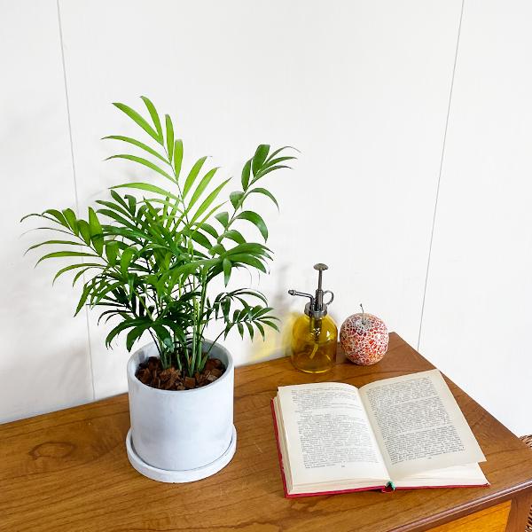 テーブルヤシ エレガンス アッシュグレー セメント鉢植え 観葉植物