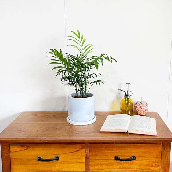 テーブルヤシ エレガンス アッシュグレー セメント鉢植え 観葉植物