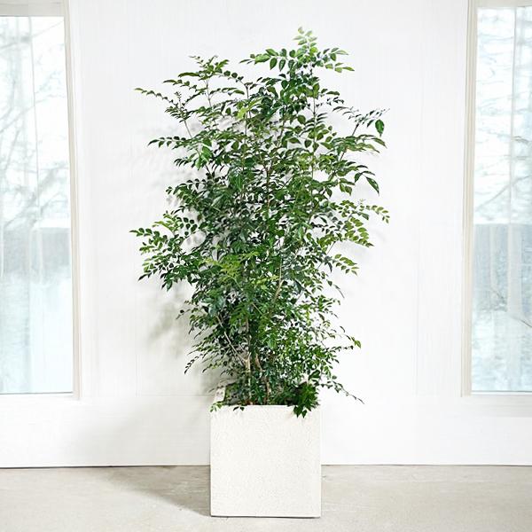 【直接引き取りのみ】トネリコ　大型　観葉植物　園芸用品セット keishin_98969tk