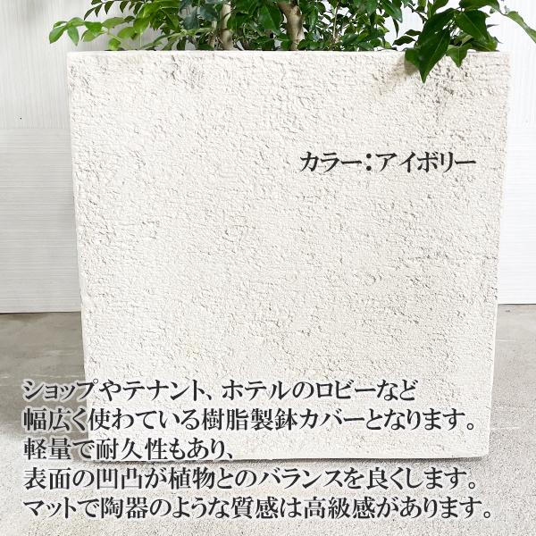 シマトネリコ トネリコ 観葉植物 10号 大型 キューブ型 高級鉢カバー付 アイボリー トネリコの木 寒さに強い おしゃれ 鉢植え 本物 大きい |  | 06