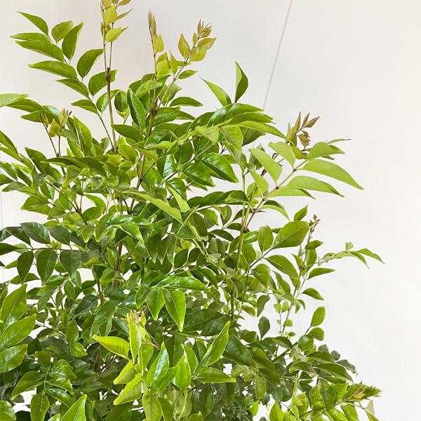 シマトネリコ 観葉植物 トネリコ 大型 10号 キューブ型 高級鉢カバー付 アッシュグレー 鉢植え トネリコの木 おしゃれ 鉢植え 本物 大きい |  | 04