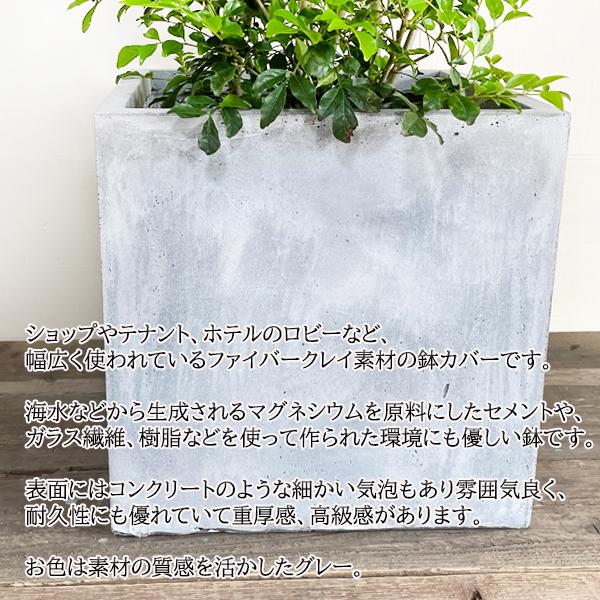 シマトネリコ 観葉植物 トネリコ 大型 10号 キューブ型 高級鉢カバー付