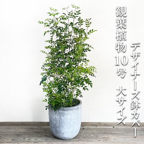 激安 超特価 法人宛送料無料 シマトネリコ トネリコ １０号 ラウンド型 デザイナーズ 高級鉢カバー付 アッシュグレー 大鉢 大型 鉢植え トネリコの木 インテリア 観葉植物