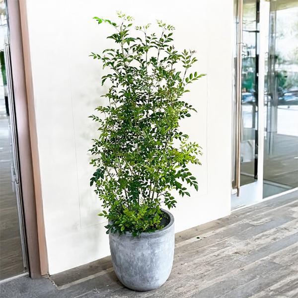 ［現品］10番　シマトネリコ　曲がり　8号　大型　屋外　ベランダ　おしゃれ 現品］10番 シマトネリコ 曲がり 8号 大型 屋外 ベランダ おしゃれ