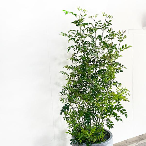 シマトネリコ 観葉植物 トネリコ 大型 10号 ラウンド型 高級鉢カバー付