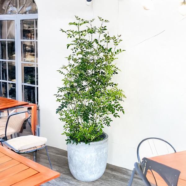 シマトネリコ 観葉植物 トネリコ 大型 10号 ラウンド型 高級鉢カバー付