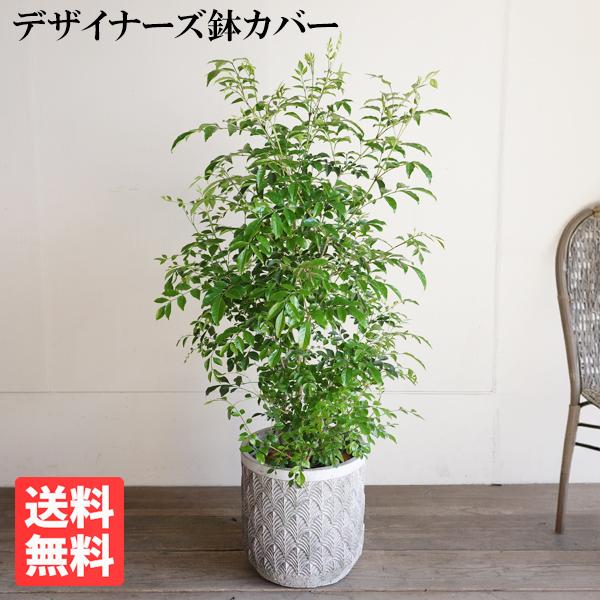 シマトネリコ ファイバーセメント鉢カバー付 シルバーグレー 送料無料