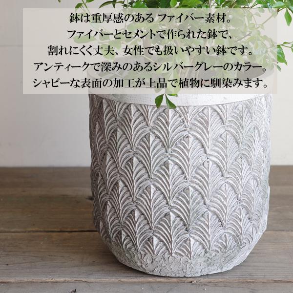 シマトネリコ ファイバーセメント鉢カバー付 シルバーグレー 送料無料