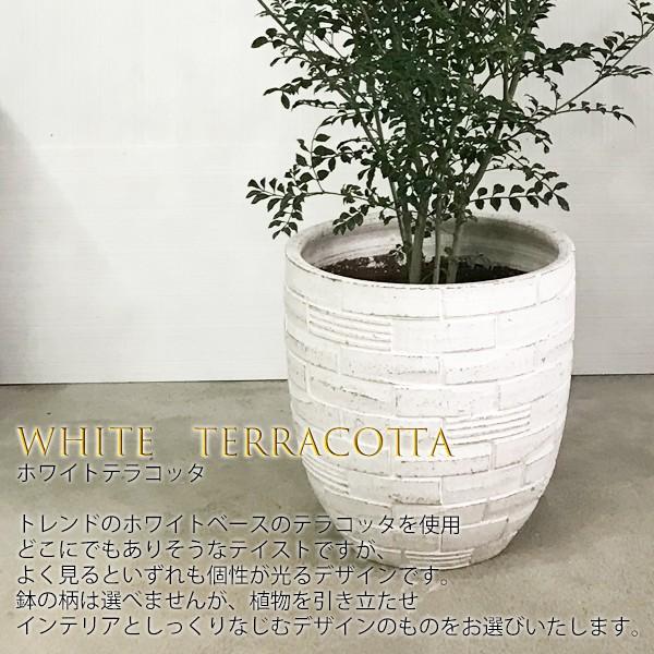 シマトネリコ ホワイトテラコッタ鉢植え 送料無料 トネリコ 観葉植物 株立ち 鉢植え ホワイトテラコッタ Tonerikotouki 観葉植物のパーフェクトグリーン 通販 Yahoo ショッピング