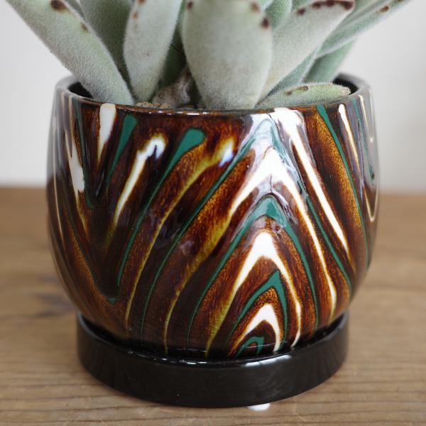 ツキトジ ウサギの耳 茶色陶器鉢植え 観葉植物 ミニ 卓上 月兎耳