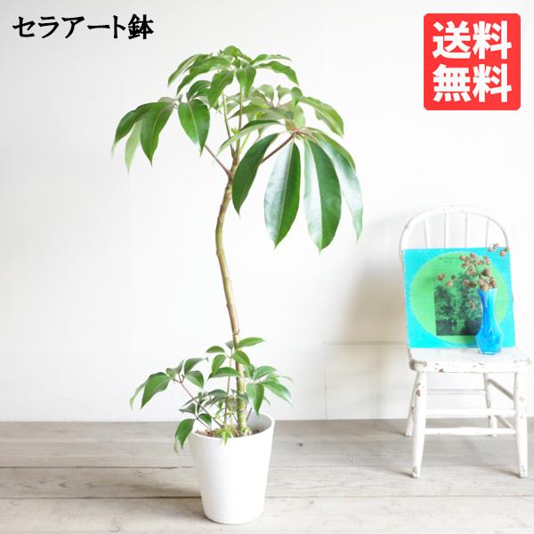 ツピタンサス シェフレラ 観葉植物 ツピダンサス ピュックレリ