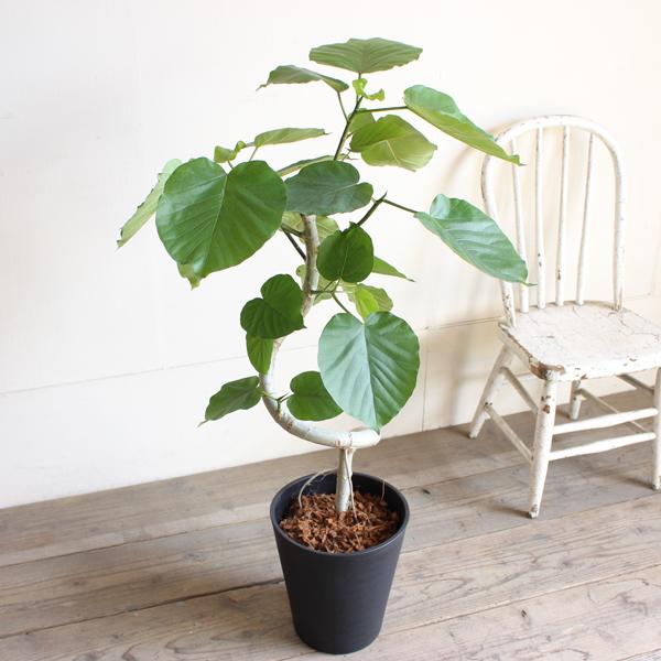 フィカス ウンベラータ ループ樹形 観葉植物 黒セラアート鉢 8号 ゴム