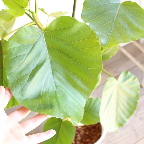 フィカス ウンベラータ ループ樹形 観葉植物 白セラアート鉢 8号 ゴム