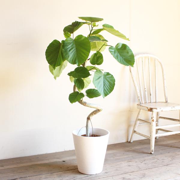 フィカス ウンベラータ ループ樹形 観葉植物 白セラアート鉢 8号 ゴム