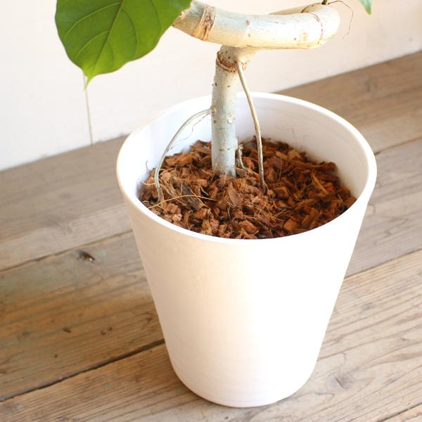 フィカス ウンベラータ ループ樹形 観葉植物 白セラアート鉢 8号 ゴム
