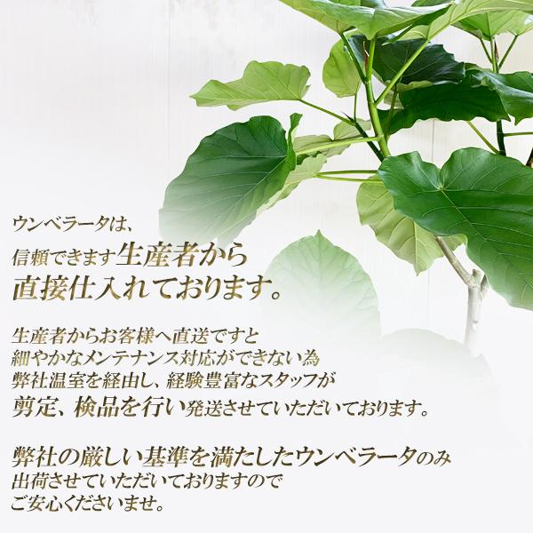 フィカス エベレスト 大型観葉植物 樹高約160cm 10号鉢入り 現品お届け フィカス エベレスト 大型観葉植物 樹高約160cm 10号鉢入り 現品