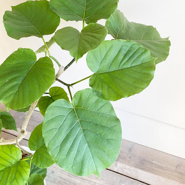 フィカス ウンベラータ 観葉植物 10号 大型 ゴムの木 ウラン