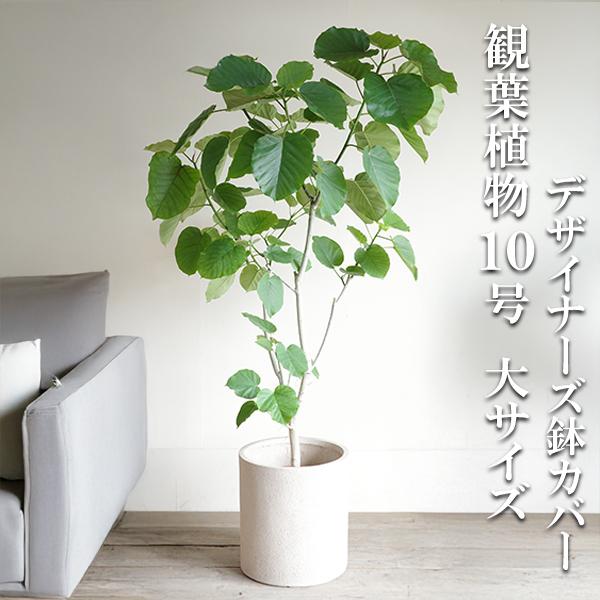 フィカス ウンベラータ 観葉植物 10号 大型 ゴムの木 シリンダー型