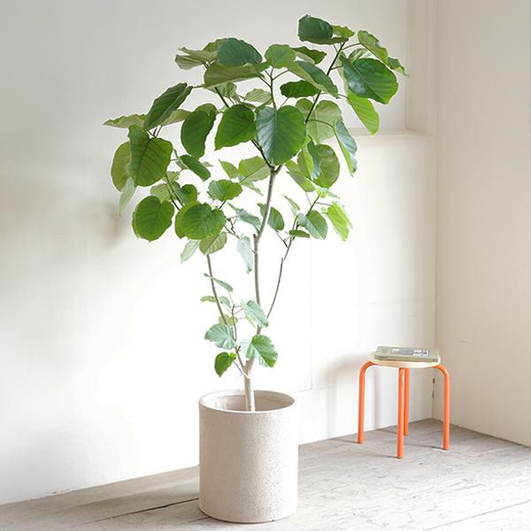 フィカス ウンベラータ 観葉植物 10号 大型 ゴムの木 シリンダー型