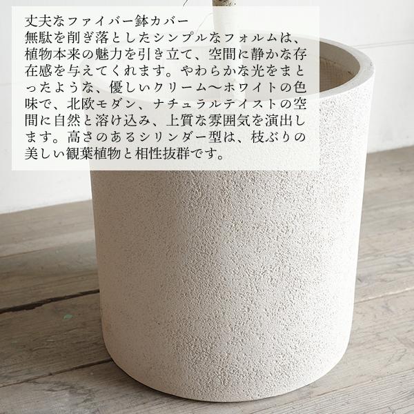 フィカス ウンベラータ 観葉植物 10号 大型 ゴムの木 シリンダー型
