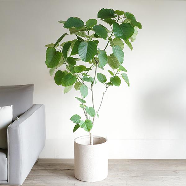 フィカス ウンベラータ 観葉植物 10号 大型 ゴムの木 シリンダー型