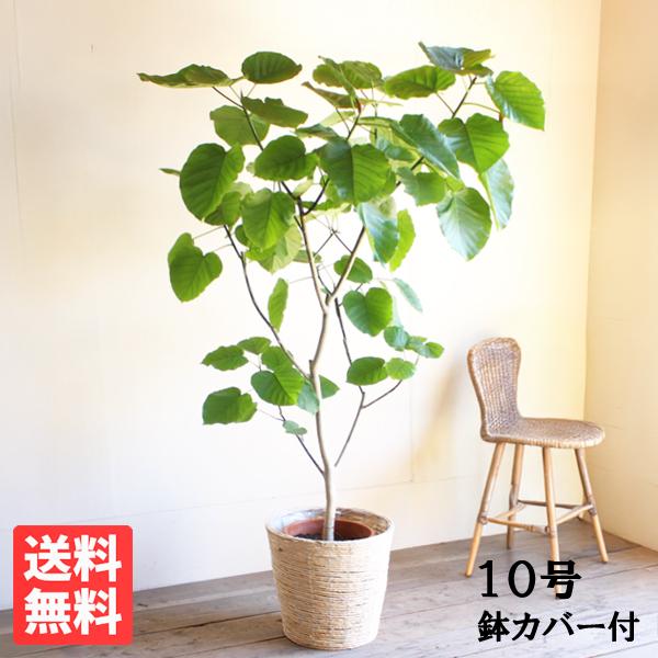 フィカス ウンベラータ 観葉植物 10号 大型 ナチュラル鉢カバー付き