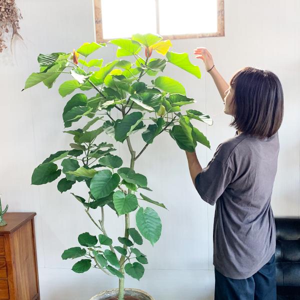 法人宛送料無料 フィカス ウンベラータ ゴムの木 ナチュラル鉢カバー付き 大サイズ 大鉢 １０号鉢 観葉植物 大型 ウランベータ Unbe10natyu 観葉植物のパーフェクトグリーン 通販 Yahoo ショッピング