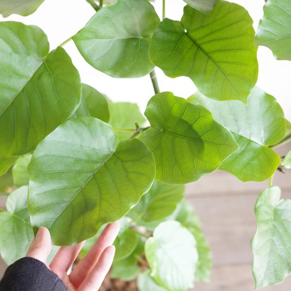 フィカス ウンベラータ 観葉植物 10号 大型 ゴムの木 手編みバスケット