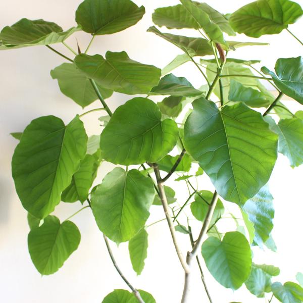 フィカス ウンベラータ 観葉植物 10号 大型 ゴムの木 手編みバスケット