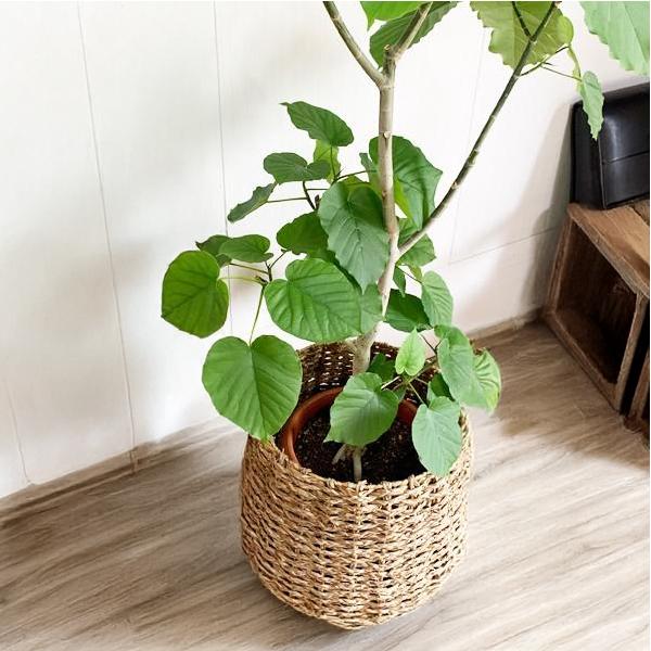 フィカス ウンベラータ 観葉植物 10号 大型 ゴムの木 手編みバスケット