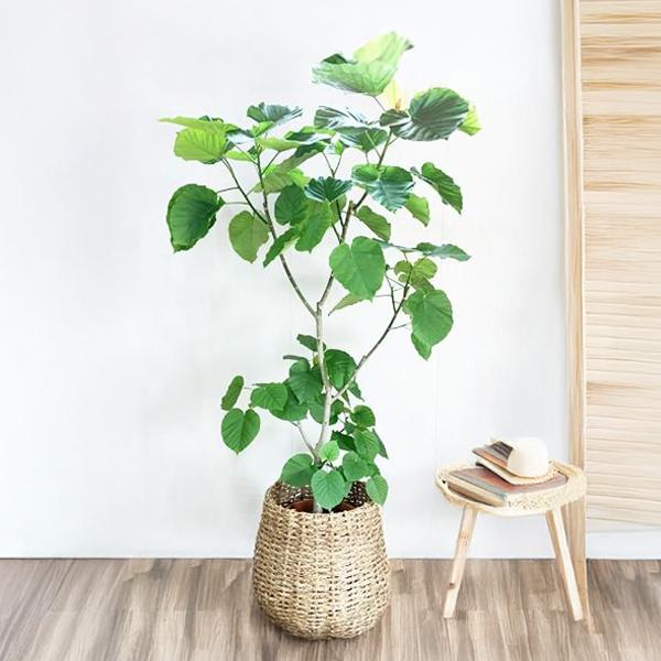 フィカス ウンベラータ 観葉植物 10号 大型 ゴムの木 手編みバスケット