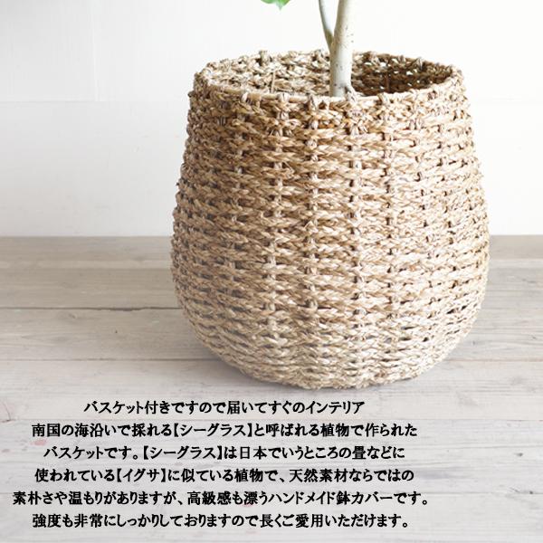 フィカス ウンベラータ 観葉植物 10号 大型 ゴムの木 手編みバスケット