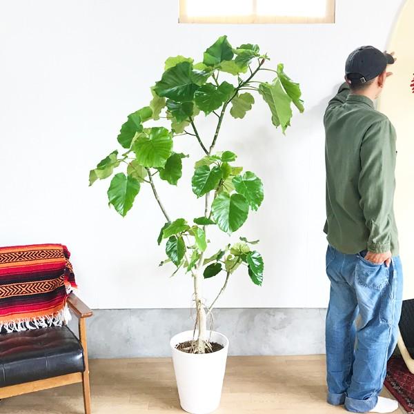 お歳暮 おしゃれ 観葉植物 ウンベラータ 鉢植え 受皿付 セラアート ココヤシ 大型佐川急便 代引き手数料無料 R4urealtygroup Com