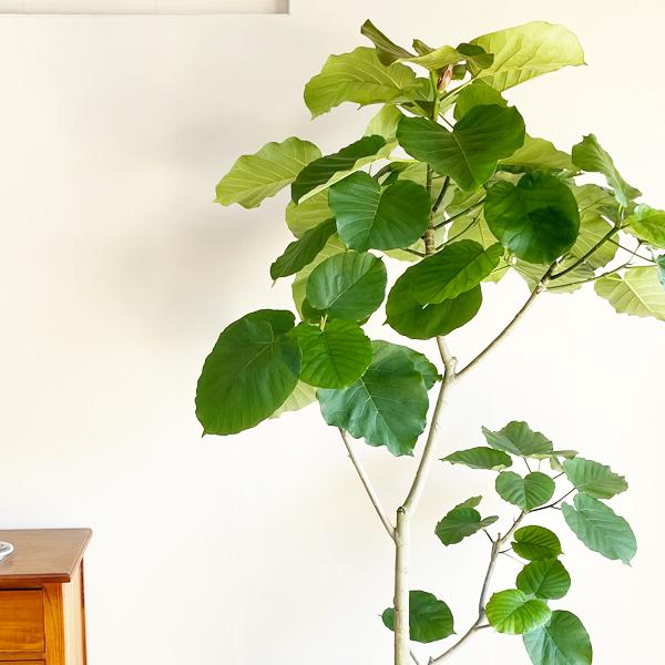 フィカス ウンベラータ 観葉植物 10号 大型 ゴムの木 ホワイトセラアート鉢植え おしゃれ 鉢植え 本物 大きい｜pg869｜09