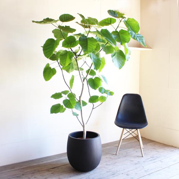 フィカス ウンベラータ 観葉植物 10号 大型 バルーン型 高級鉢カバー付