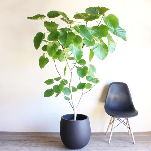 フィカス ウンベラータ 観葉植物 10号 大型 バルーン型 高級鉢カバー付