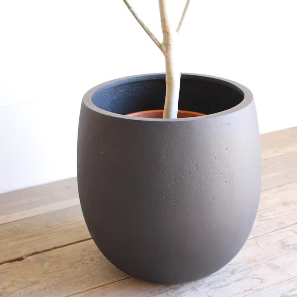 大型　フィカス　ウンベラータ　スタンド仕立て　陶器鉢　植え込み発送 フィカス ウンベラータ 観葉植物 10号 大型 バルーン型 高級鉢