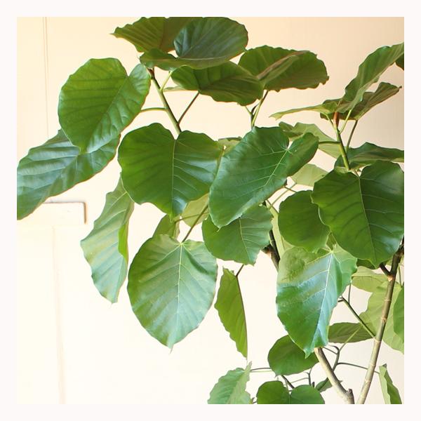 フィカス ウンベラータ 観葉植物 10号 大型 ゴムの木 バルーン型 高級