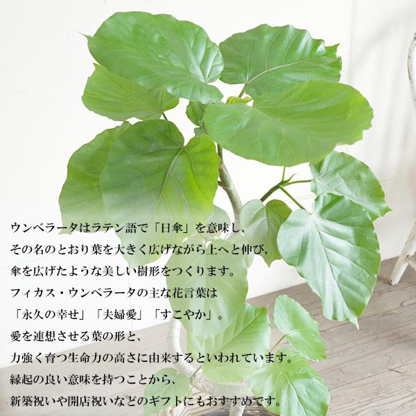 【現品】フィカスウンベラータ　観葉植物 フィカス ウンベラータ ループ樹形 観葉植物 ブラウン 陶器鉢植え 北欧