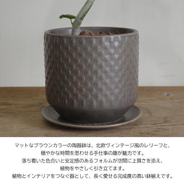 フィカス ウンベラータ ループ樹形 観葉植物 ブラウン 陶器鉢植え 北欧