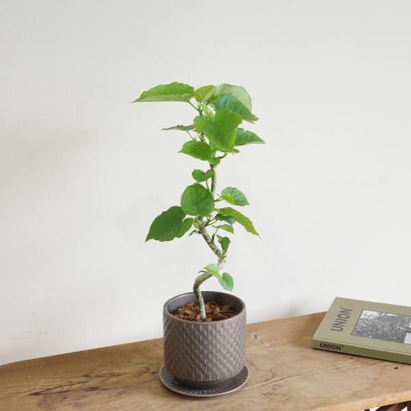 フィカス ウンベラータ ループ樹形 観葉植物 ブラウン 陶器鉢植え 北欧
