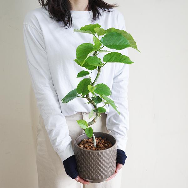 フィカス ウンベラータ ループ樹形 観葉植物 ブラウン 陶器鉢植え 北欧