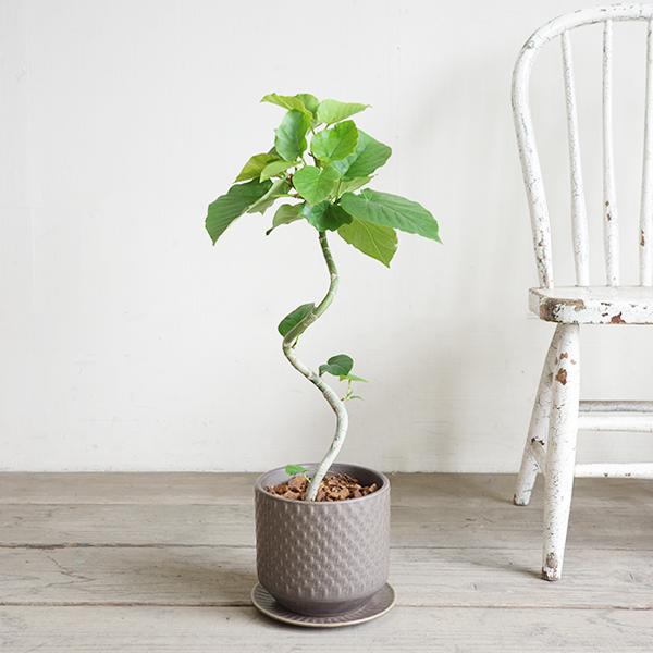 フィカス ウンベラータ ループ樹形 観葉植物 ブラウン 陶器鉢植え 北欧