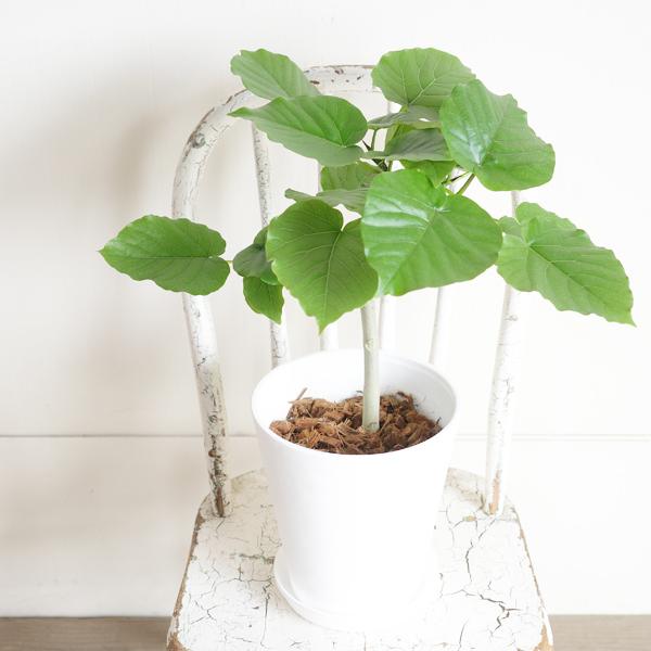 ウンベラータ　人工観葉植物 ホワイトポット ウンベラータ 人工観葉植物 ホワイトポット