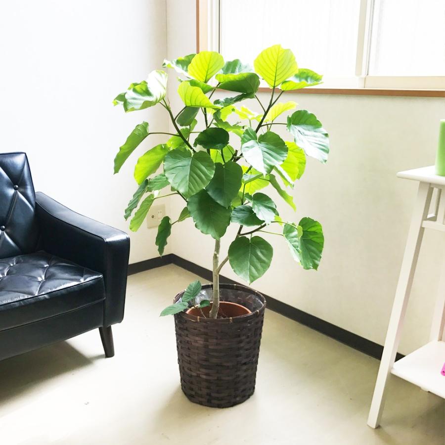 フィカス ウンベラータ 鉢カバー付 送料無料 観葉植物 中型 大型