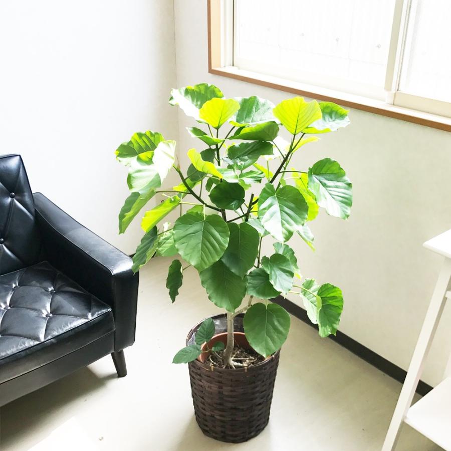 現品　フィカス　ゴムの木　ウンベラータ　35番　観葉植物　インテリアグリーン フィカス ウンベラータ 鉢カバー付 送料無料 観葉植物 中型 大型サイズ