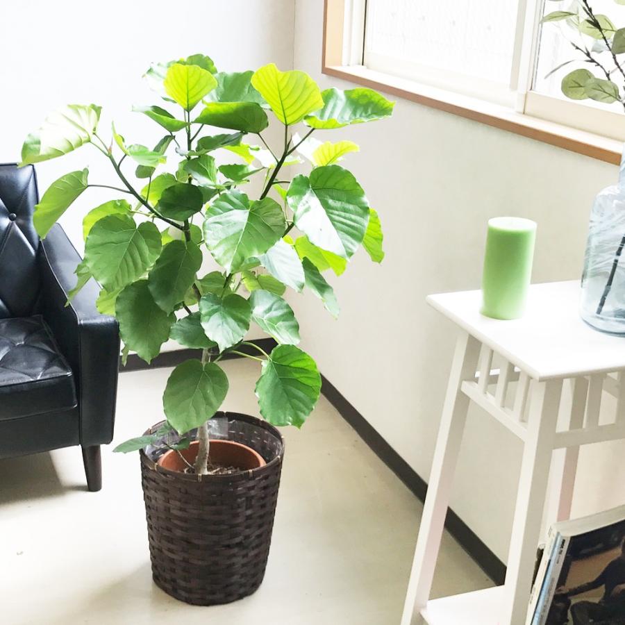 フィカス ウンベラータ 鉢カバー付 送料無料 観葉植物 中型 大型サイズ