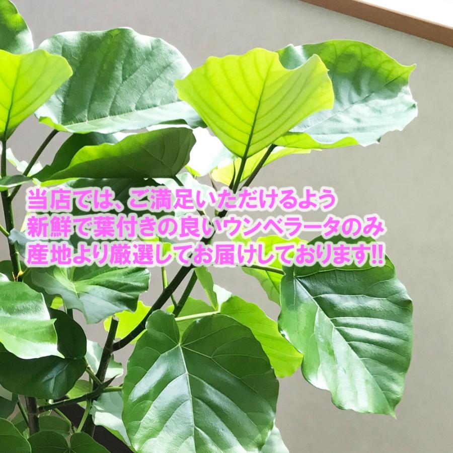 フィカス ウンベラータ 鉢カバー付 送料無料 観葉植物 中型 大型サイズ